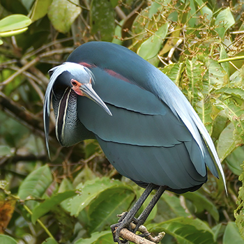 Agami Heron
