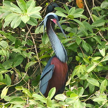 Agami Heron