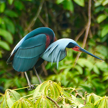 Agami Heron Costa Rica