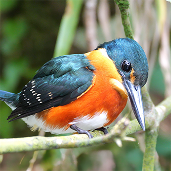 American Pygmy Kingfisher