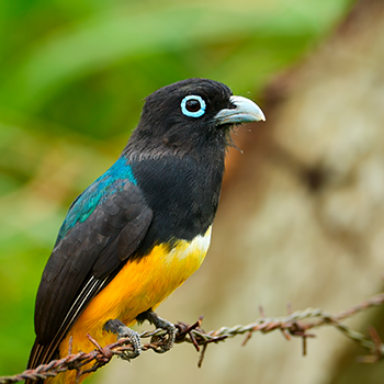Black-headed Trogon