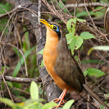Lesser Ground Cuckoo in Costa Rica