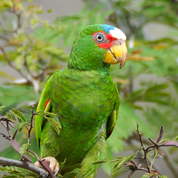 White-fronted Amazon in Costa Rica