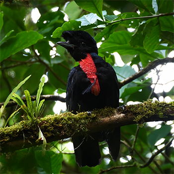 Bare-necked Umbrellabird