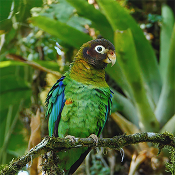 Brown-hooded Parrot