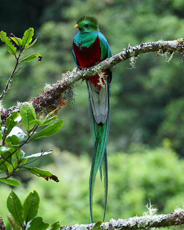 Resplendent Quetzal in Curi-Cancha