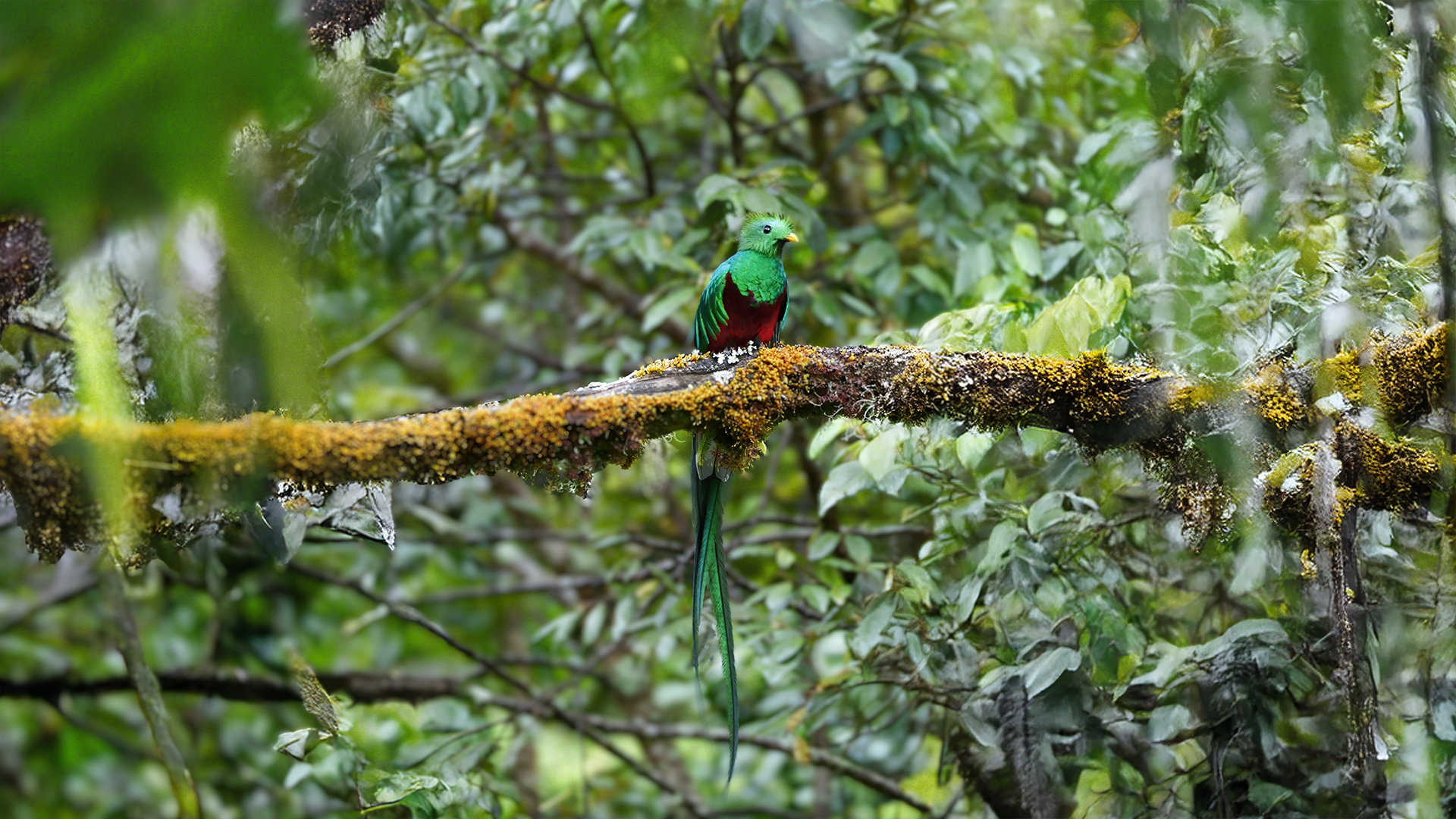Resplendent Quetzal in Monteverde