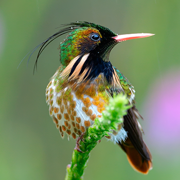 Black-crested Coquette