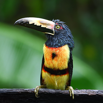 Collared Aracari