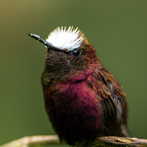 Snowcap Hummingbird