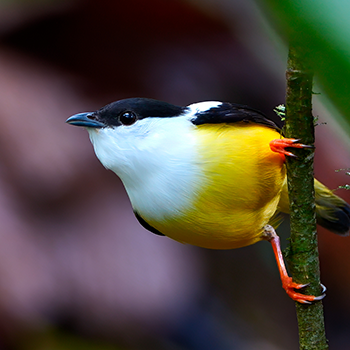 White-collared Manakin